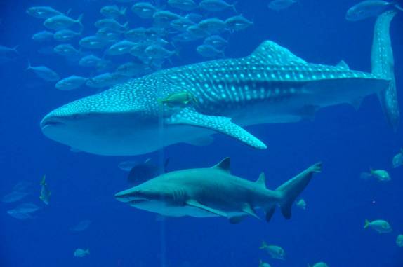Tubarão nada junto com Tubarão-Baleia no Aquário de Atlanta, na Georgia - EUA